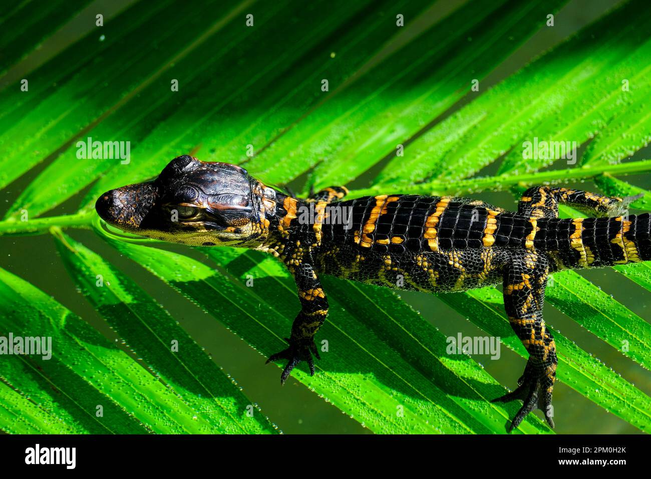 Baby-Alligator im Aussichtsbereich im Park Stockfoto