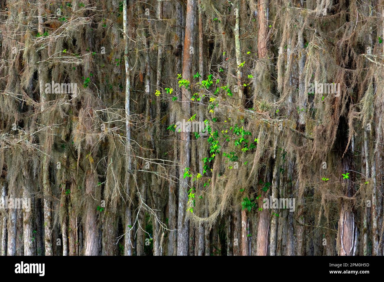 Bäume in sumpfigen everglades mit Zypressen und grünen Eichenblättern Stockfoto