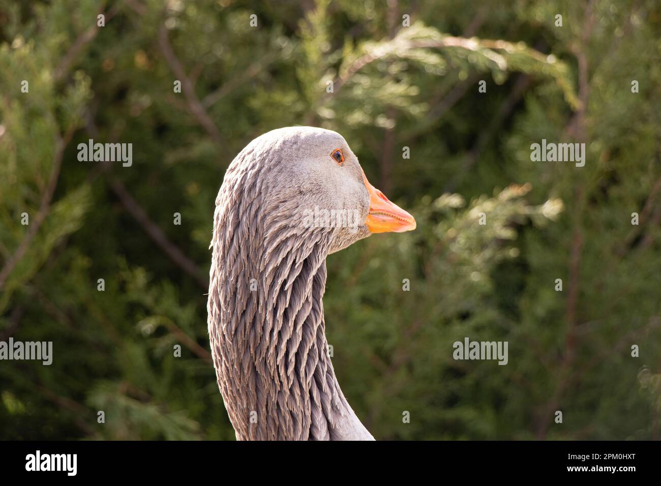 Graue Hausgans in Parks in der Sonne in der Ukraine im Frühling, Vogel und Natur Stockfoto