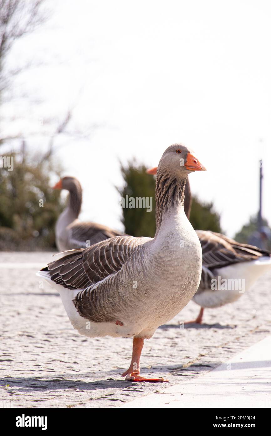 Graue Hausgans in Parks in der Sonne in der Ukraine im Frühling, Vogel und Natur Stockfoto