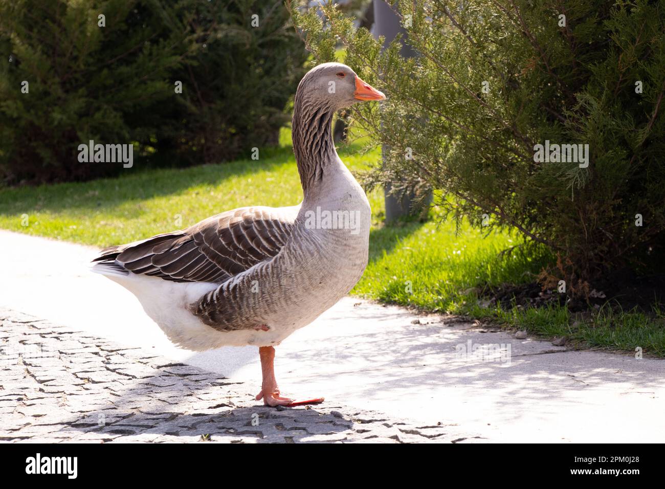 Graue Hausgans in Parks in der Sonne in der Ukraine im Frühling, Vogel und Natur Stockfoto