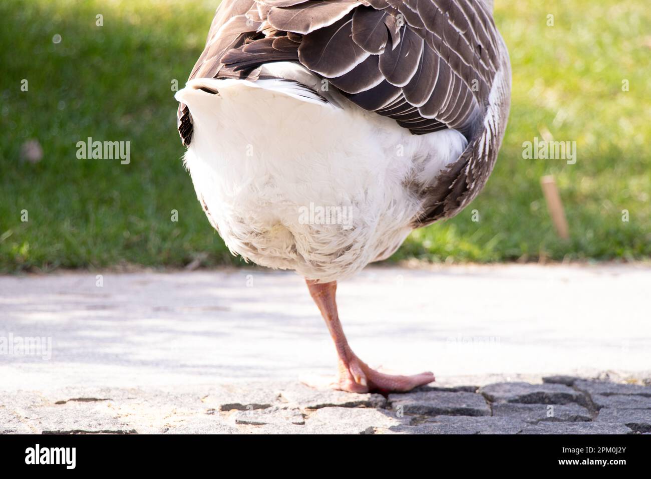 Graue Hausgans in Parks in der Sonne in der Ukraine im Frühling, Vogel und Natur Stockfoto