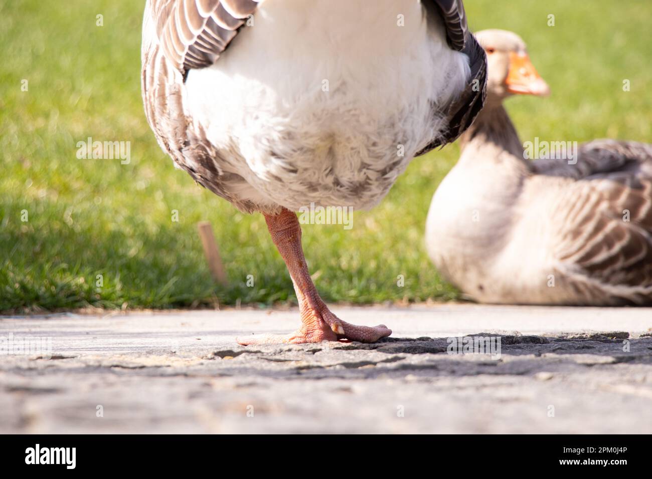 Graue Hausgans in Parks in der Sonne in der Ukraine im Frühling, Vogel und Natur Stockfoto