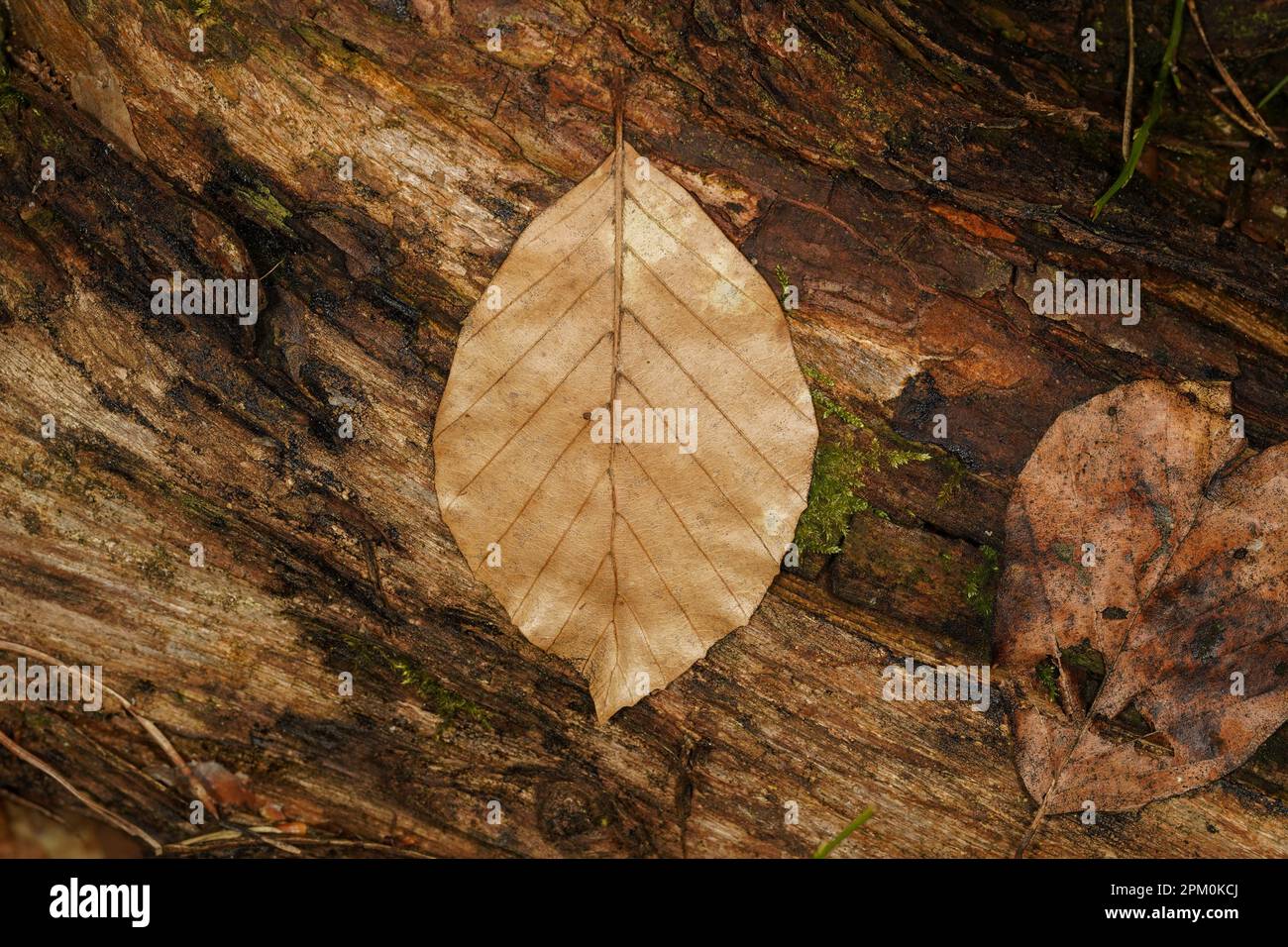 Braunes Buchenblatt auf einem Baumstamm im Waldboden Stockfoto