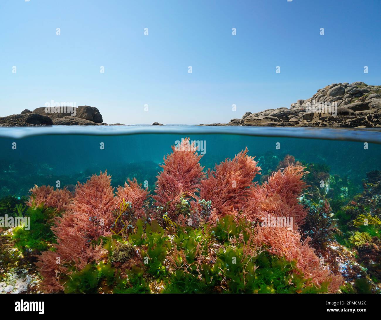 Meereslandschaft, Meeresalgen unter Wasser und Felsen mit blauem Himmel, geteilte Sicht über und unter der Wasseroberfläche, Ostatlantik, Spanien, Galicien Stockfoto