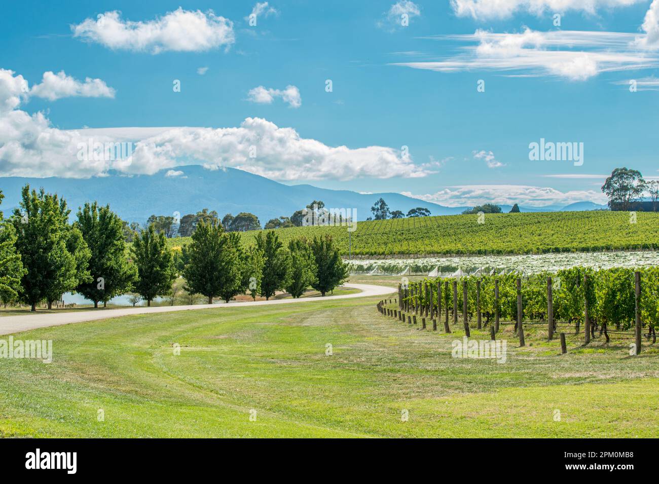 Das Yarra Valley in Victoria ist eines der besten Weinanbaugebiete Australiens. Stockfoto