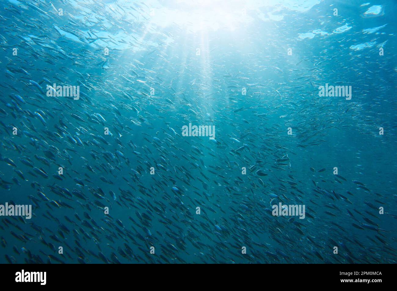 Große Schar kleiner Silberfische mit Sonnenlicht unter Wasser im Karibischen Meer Stockfoto