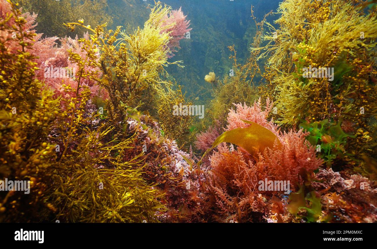 Verschiedene Meeresalgen unter Wasser im Meer, Atlantik, Naturszene, Spanien, Galicien Stockfoto