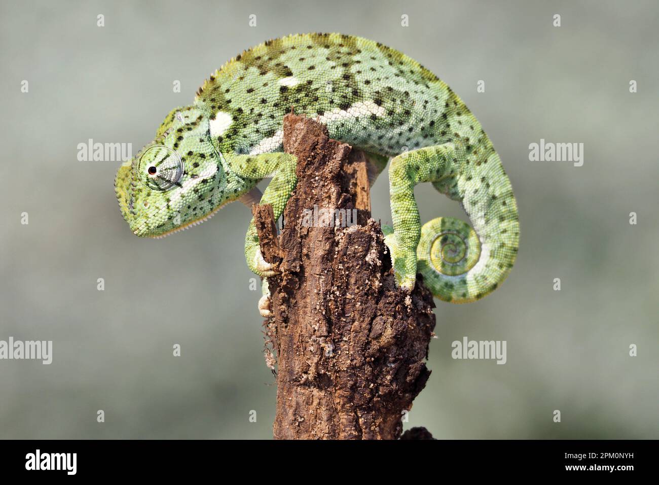 Chamäleon in der Kalahari-Wüste Stockfoto