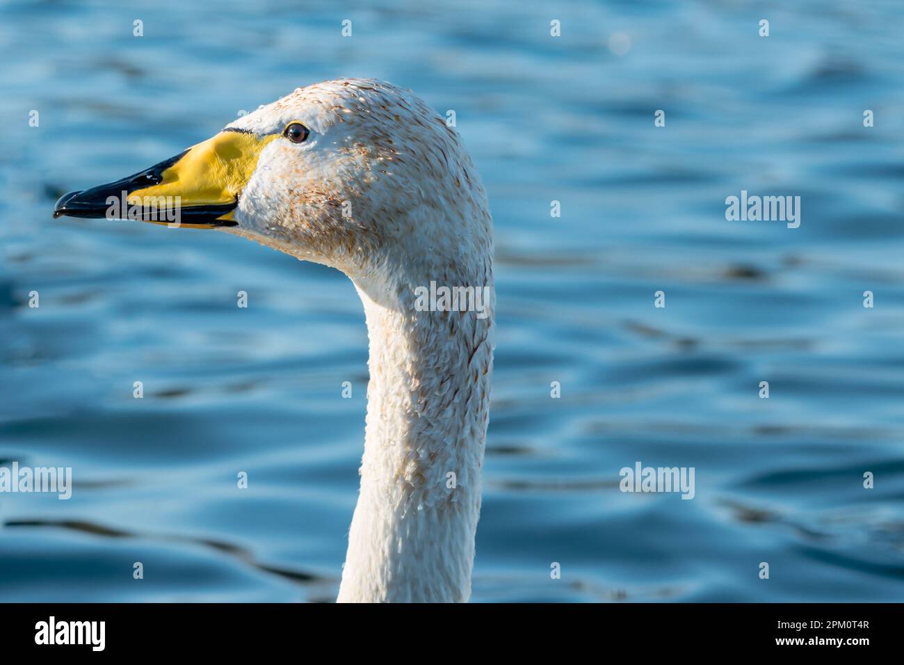 Nahaufnahme von Kopf und Hals eines Whooper Schwans mit Wassertropfen vor einem blauen See Stockfoto