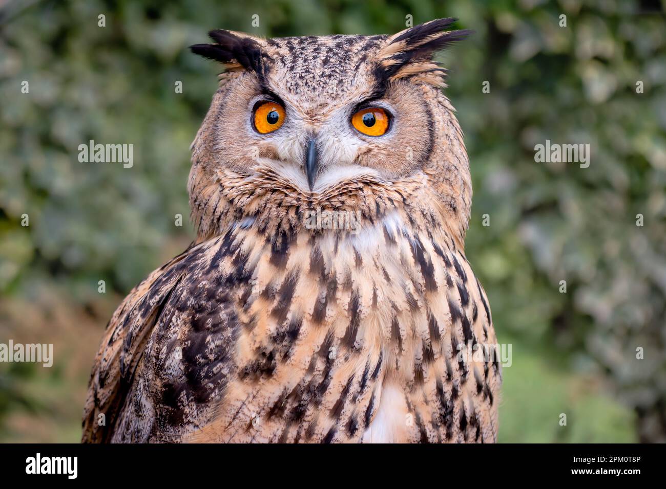 Nahaufnahme der Turkmenischen Adlereule, Unterart der europäischen/eurasischen Adlereule mit leuchtend orangefarbenen Augen und großen Ohrmuscheln Stockfoto