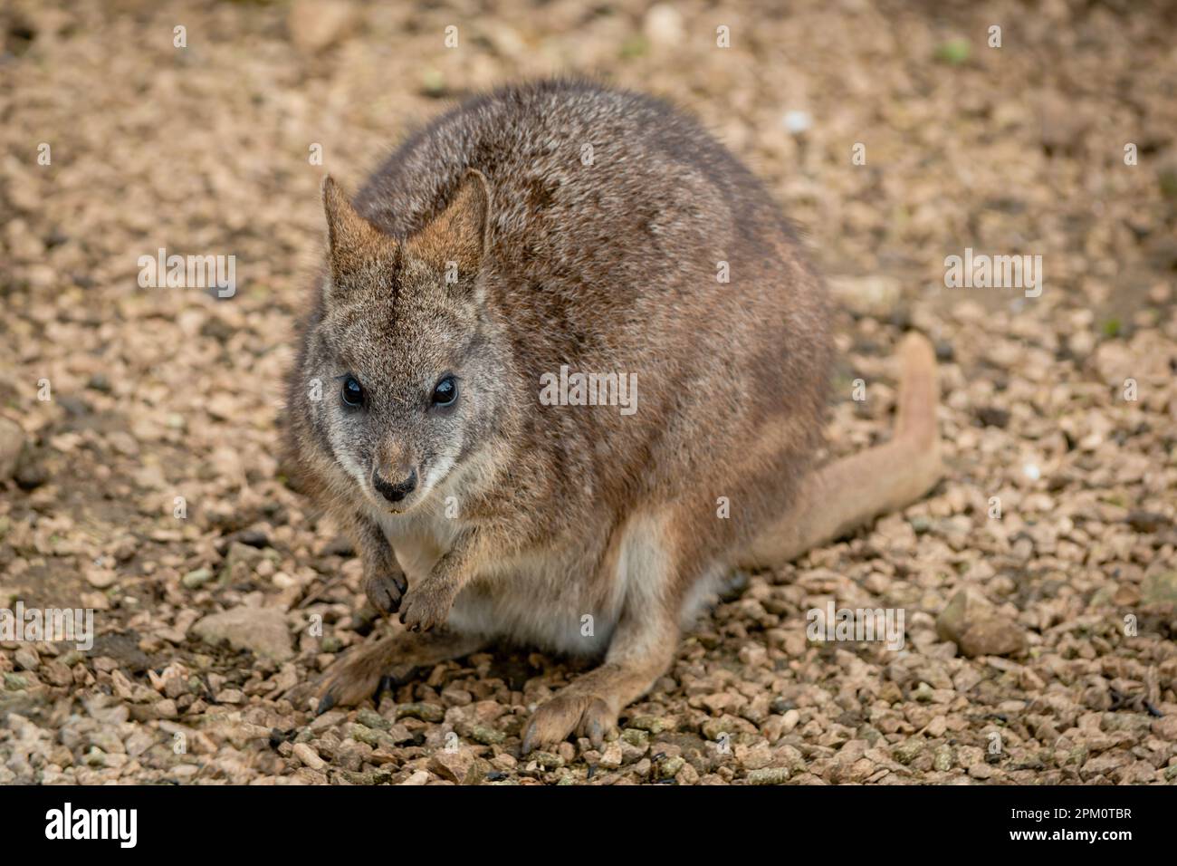 Parma Wallaby auf braunen Steinen und Kies, die in die Kamera schauen Stockfoto