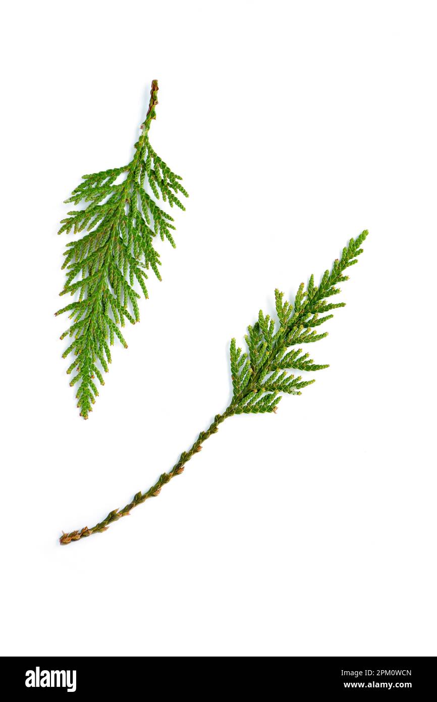 Ein kleiner Zweig des westlichen roten Zedernbaums wurde im pazifischen Nordwesten gefunden. Thuja plicata. Isoliert auf weißem Hintergrund in flacher Laienzusammensetzung. Verti Stockfoto