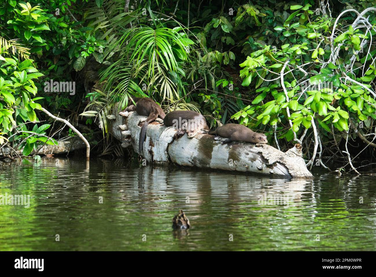 Seeotter-Familie, die im Baumstamm am Sandoval Lake mit Waldhintergrund schläft. Vom Aussterben bedrohte Arten von Seeottern. Selektiver Fokus. Stockfoto