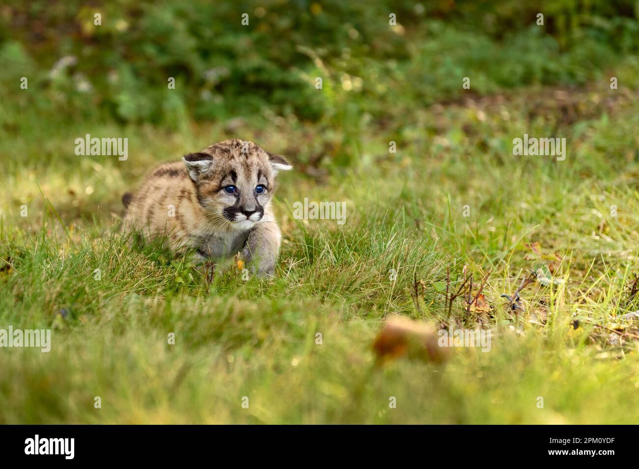 Cougar Kitten (Puma concolor) tritt mit den Ohren nach vorne im Herbst - ein in Gefangenschaft gehaltenes Tier Stockfoto