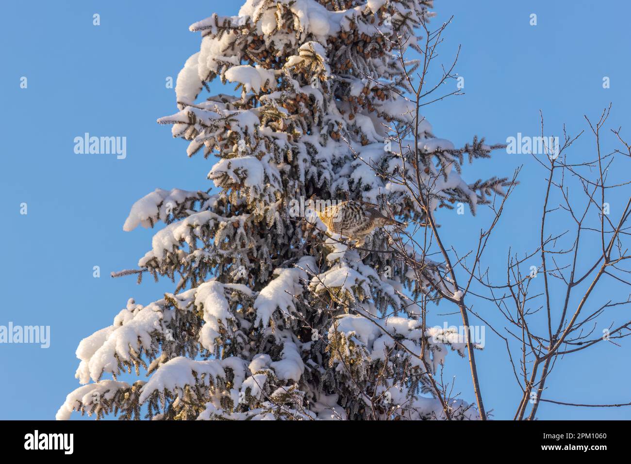 Die Fütterung von Baumknospen in Nord-Wisconsin mit Muschelhuhn. Stockfoto
