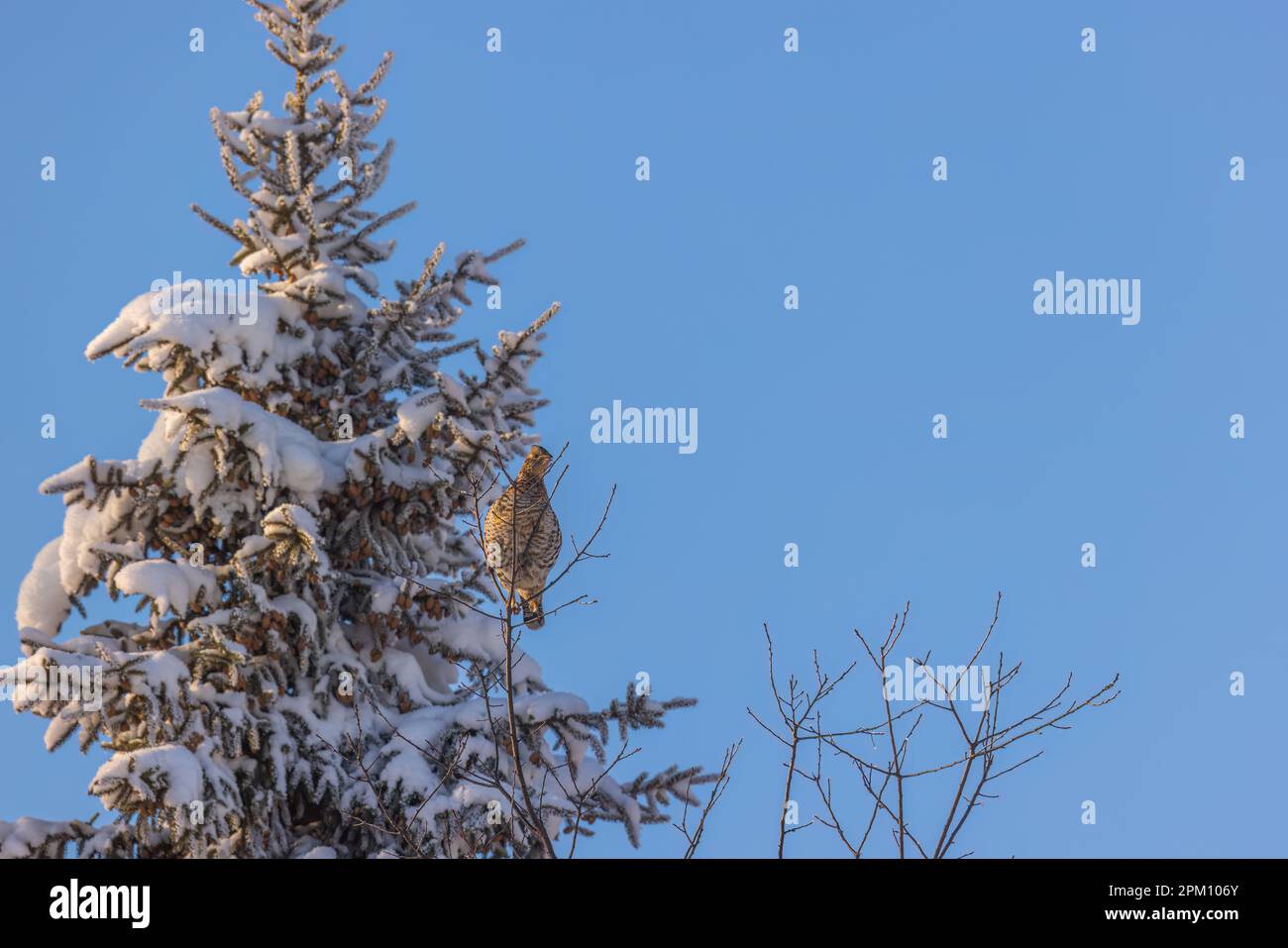 Die Fütterung von Baumknospen in Nord-Wisconsin mit Muschelhuhn. Stockfoto
