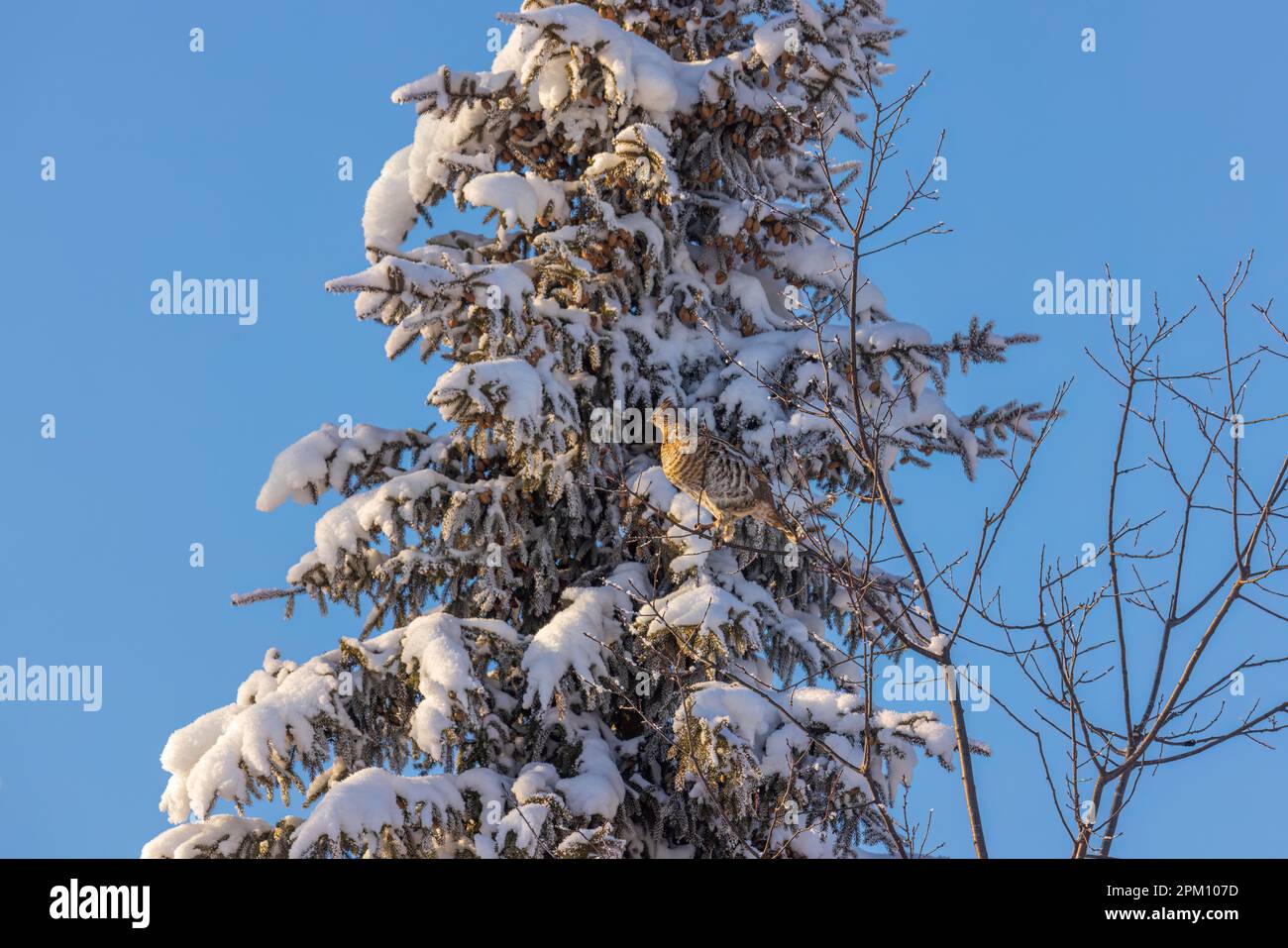 Die Fütterung von Baumknospen in Nord-Wisconsin mit Muschelhuhn. Stockfoto