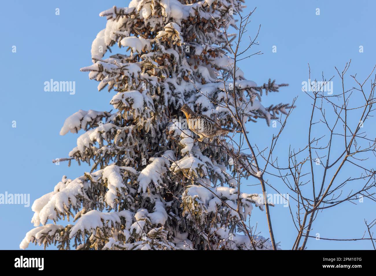 Die Fütterung von Baumknospen in Nord-Wisconsin mit Muschelhuhn. Stockfoto