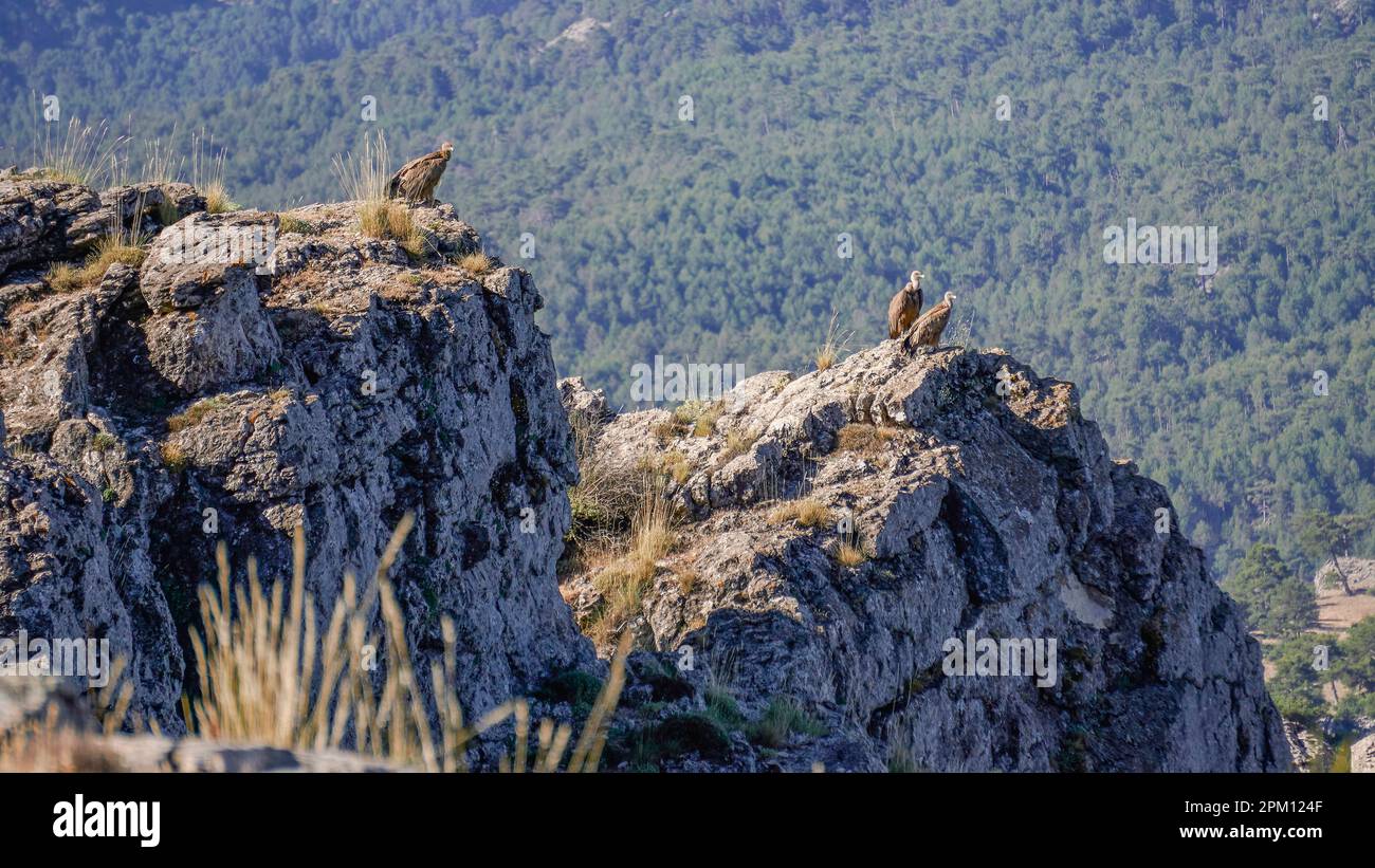 Geier in Cazorla Saw. Das größte Schutzgebiet Spaniens. Befindet sich in der Provinz Jaen, Andalusien, Spanien Stockfoto