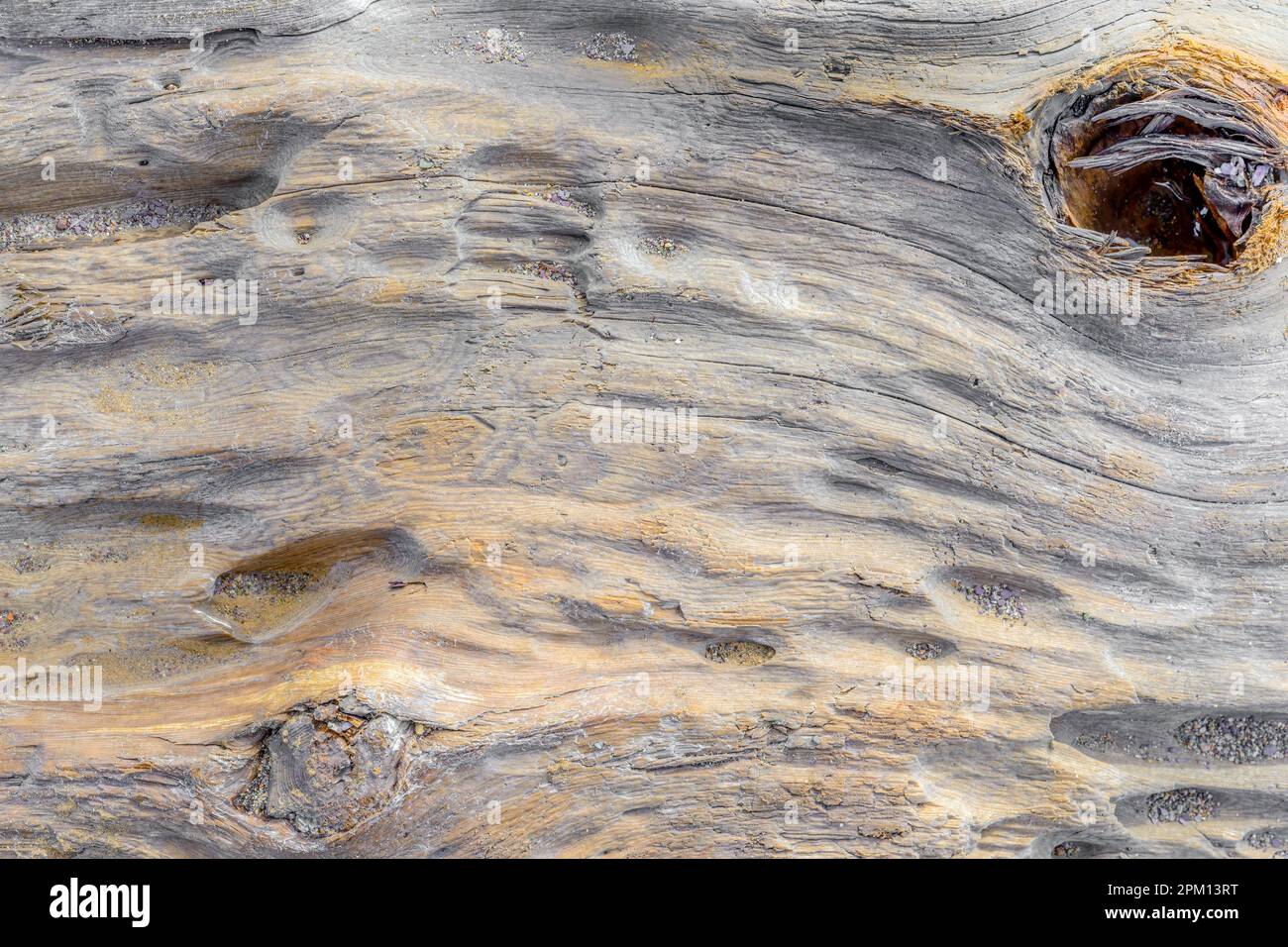 W überwiegend flaches, welliges und abgenutztes Stück verwittertes Treibholz. In einer Ecke befindet sich ein Loch. Sandstücke auf dem Treibholz. Stockfoto