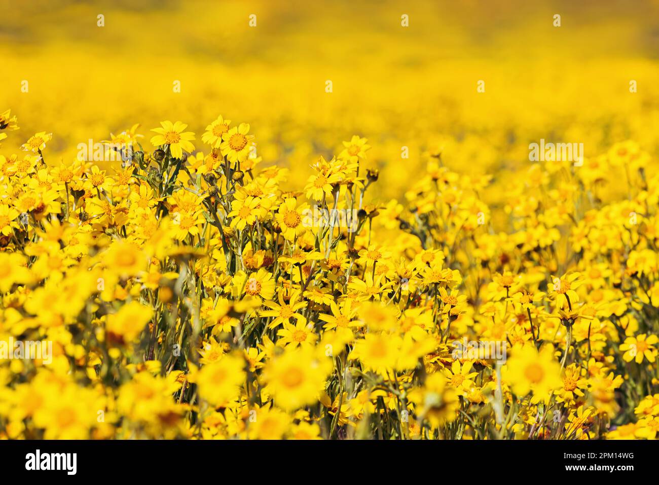Nahaufnahme von wunderschönen gelben Wildblumen auf der Wiese, im Sommer Hintergrund Stockfoto