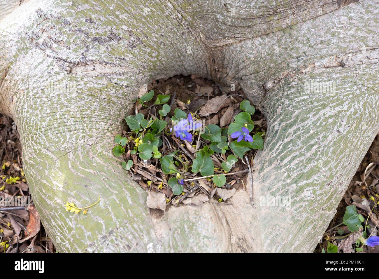Wilde Veilchen wachsen in einem Hohlabschnitt am Fuß eines Baumes. Stockfoto