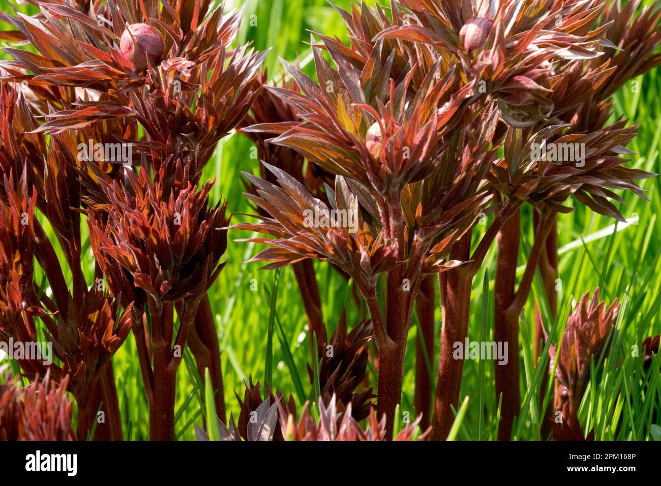 Rote Paeonia schießt Pfingstrose am Grünen April Paeonia lactiflora „Early Scout“ wächst im Frühling aufblühende Pfingstrosen krautige chinesische Pfingstrose Paeonia Stockfoto