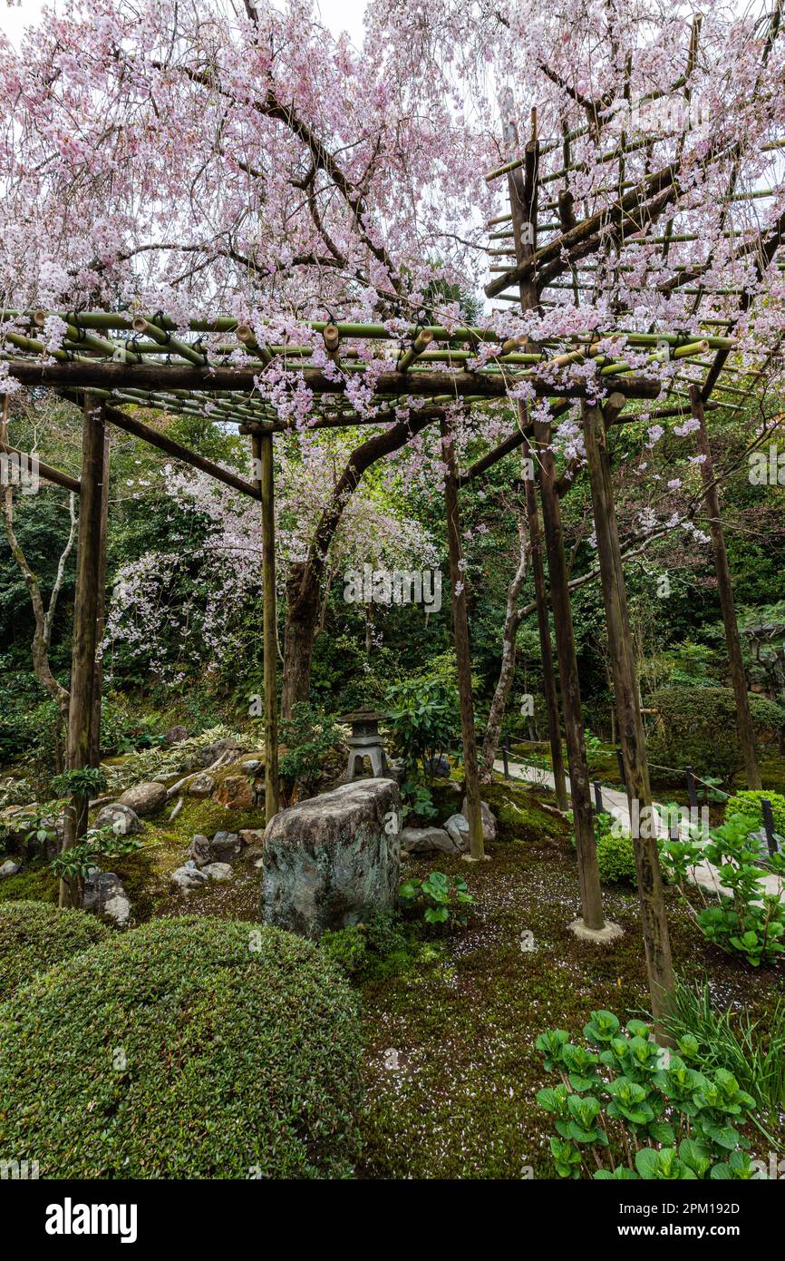 Ichijoden Shinzenkoji ist ein Subtempel des Familientempels der Kaiserfamilie Sennyu-ji, auch Mitera genannt. Fünf Gebäude: Haupthalle, Rezeption Stockfoto