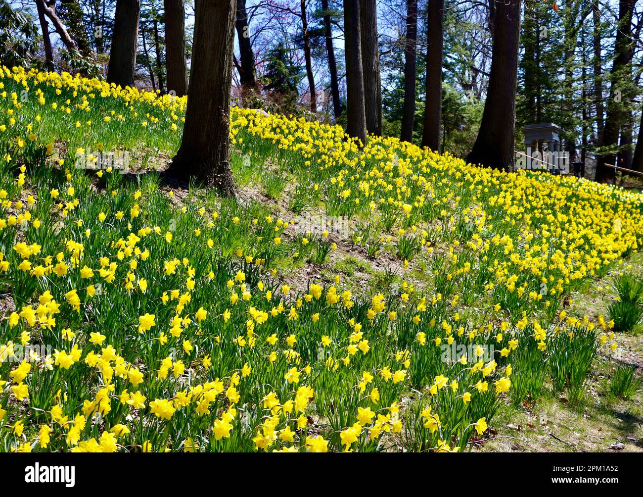 Daffodil Hill am Lake View Cemetery in Cleveland, Ohio, voller