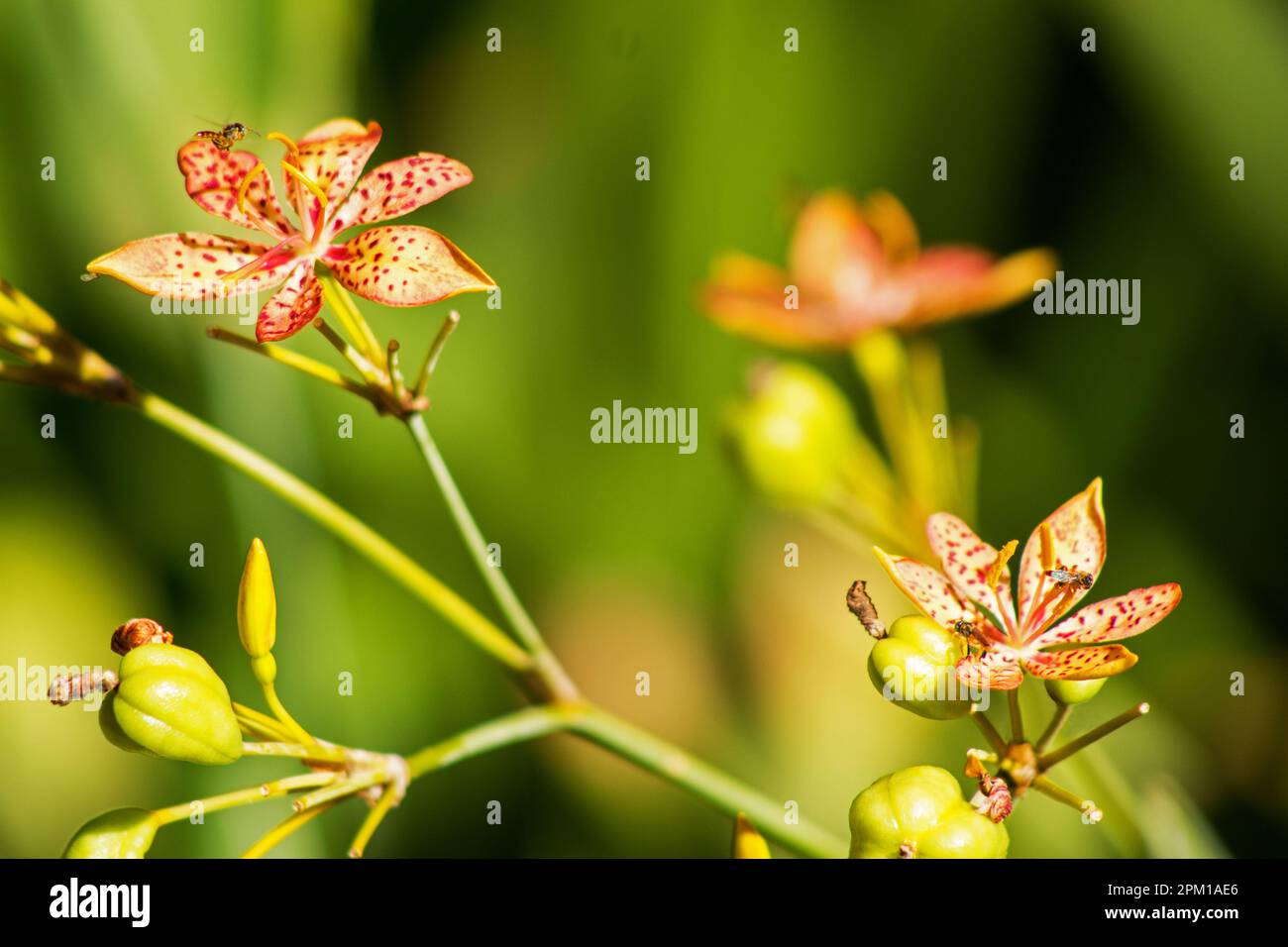 Blüten der Leopardenlilie (Belamcanda chinensis) Stockfoto