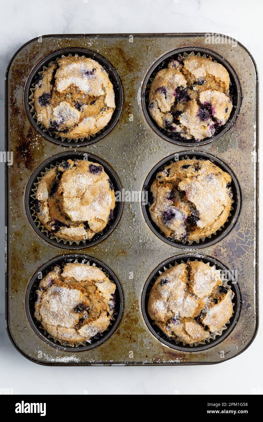 Blaubeer-Muffins in einem Tablett Stockfoto