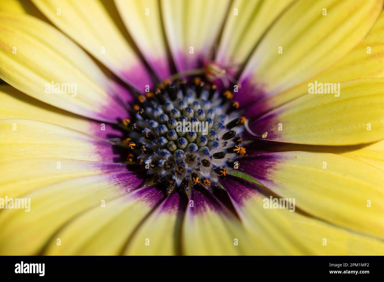 African Daisy (alias Blue-Eye Beauty) in Bloom. Stockfoto