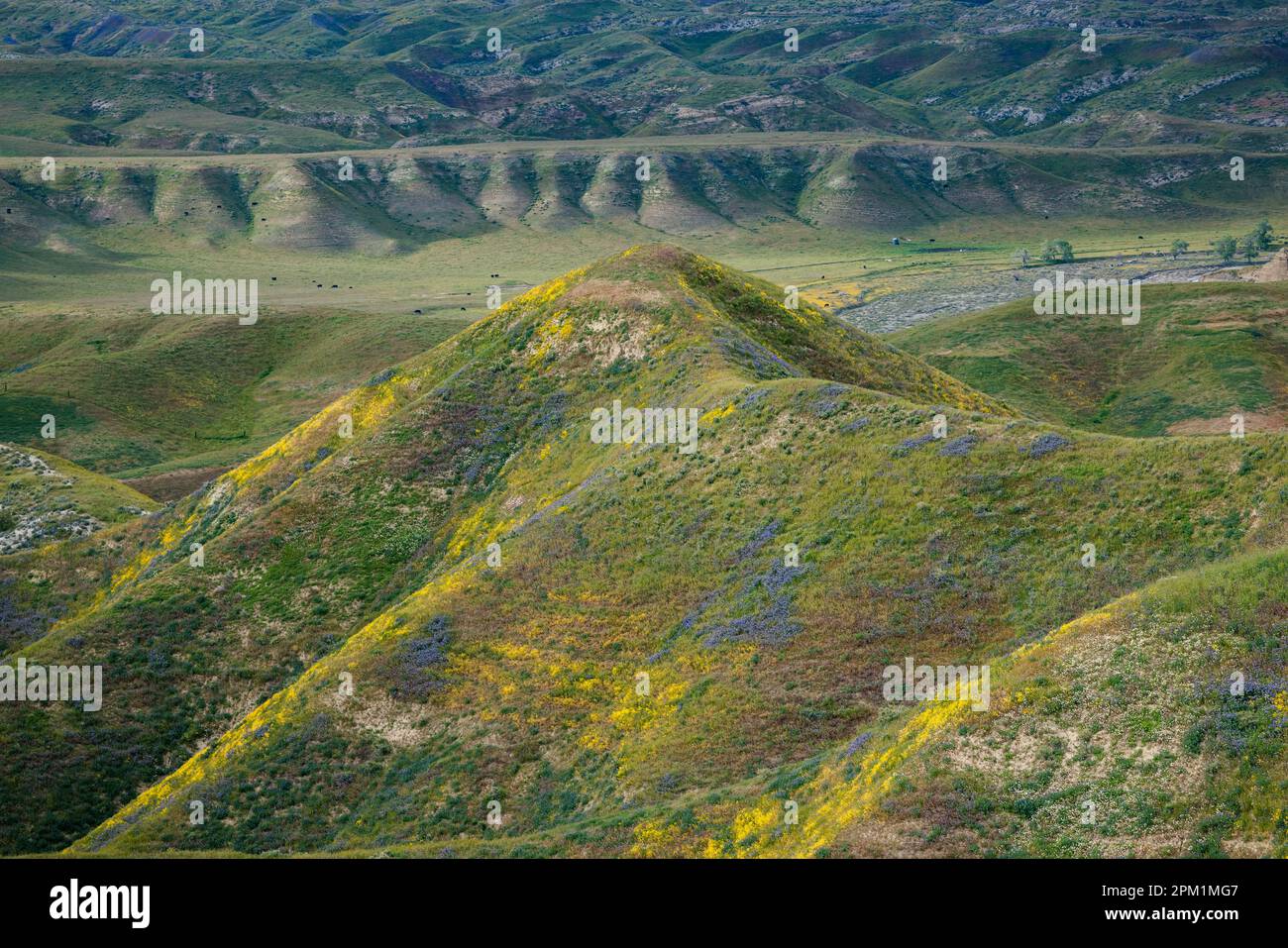 Ein Hochkamm bedeckt mit Wildblumenblüten, mit Blick auf ein entferntes Tal und die dahinter liegenden Hügel. Stockfoto