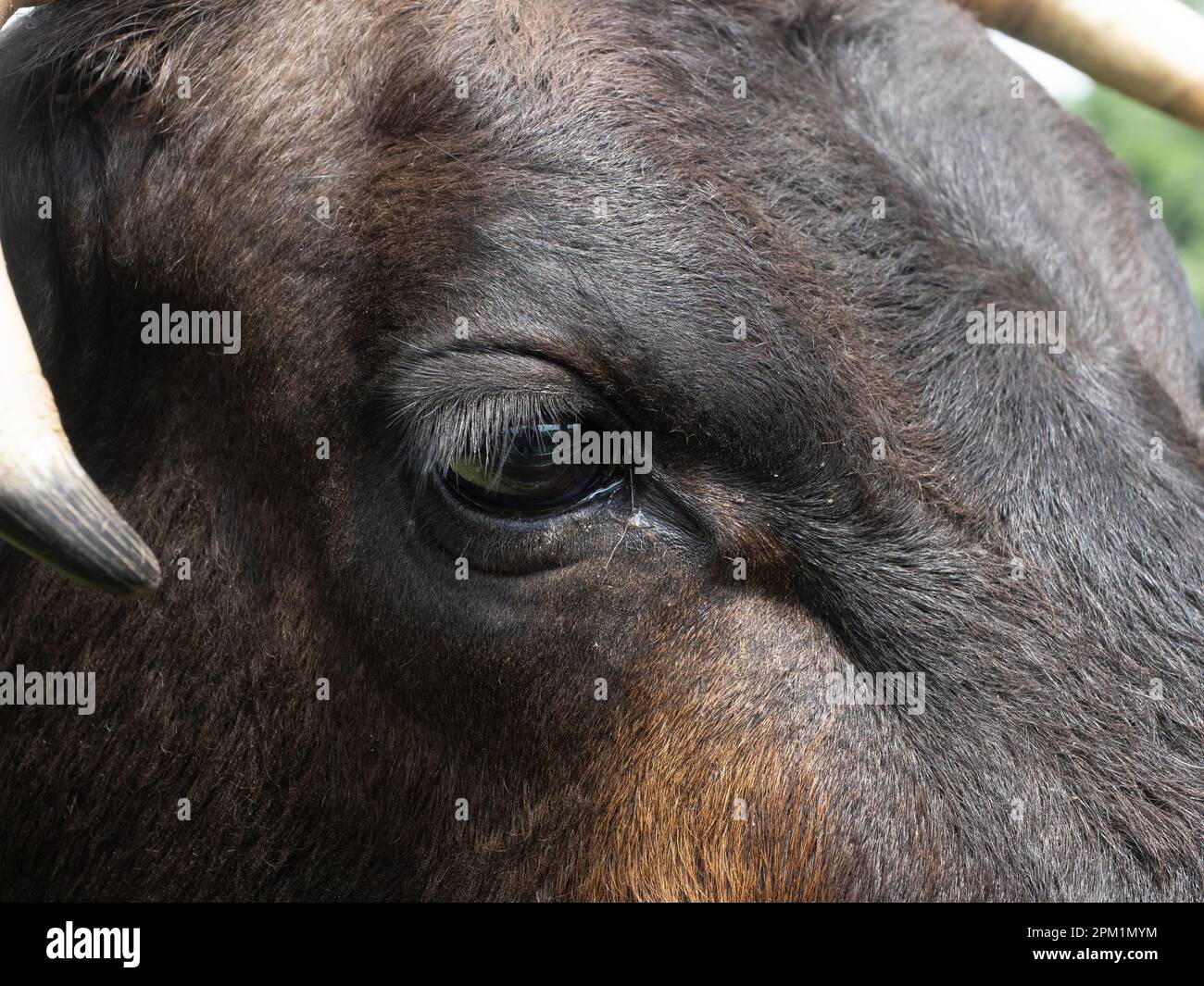 Extreme Nahaufnahme des Auges und der Spitze des Horns einer dunkelbraunen texanischen Longhornkuh. Stockfoto