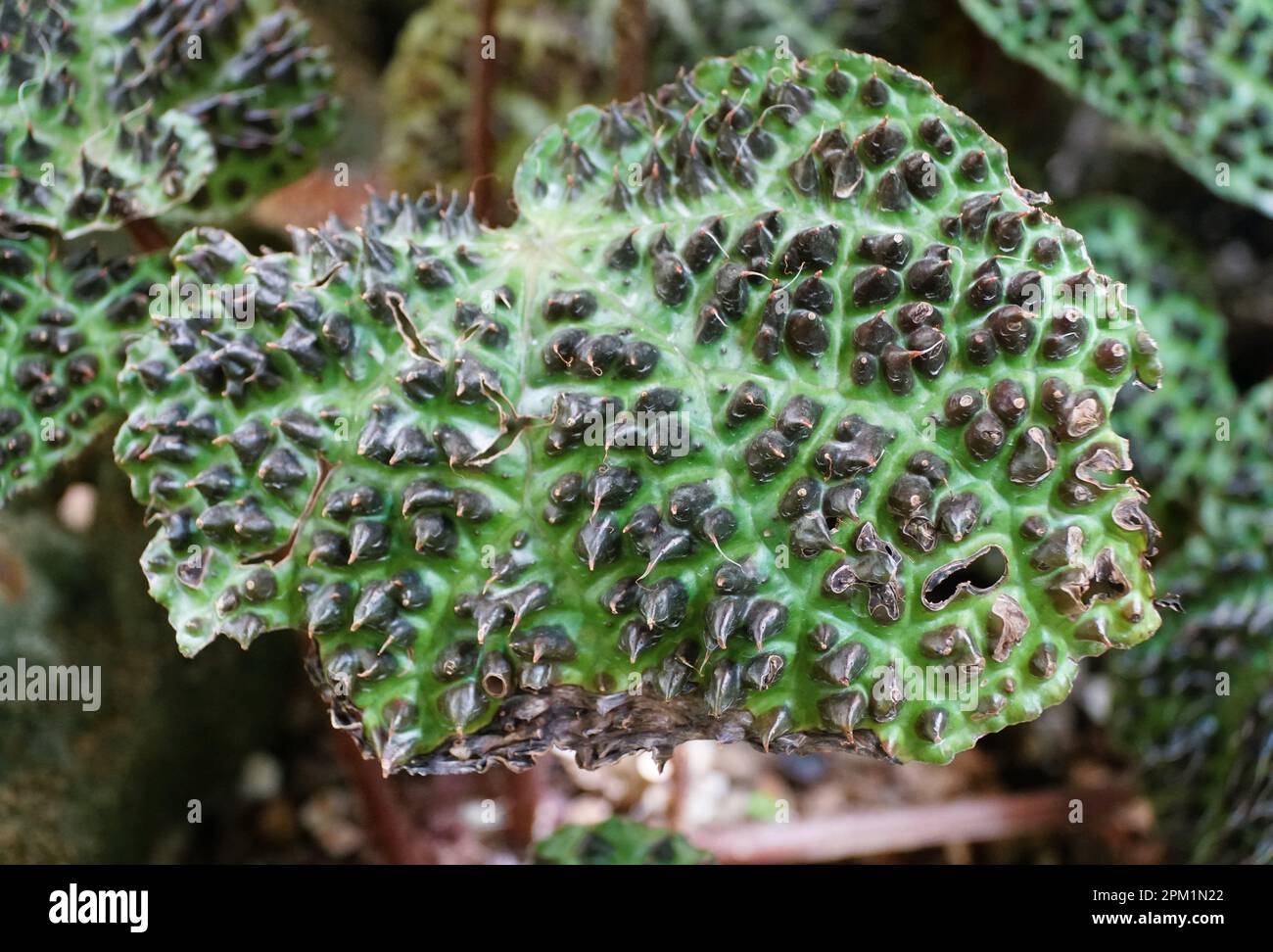 zimmerpflanze mit stacheln Astrophytum capricorne
