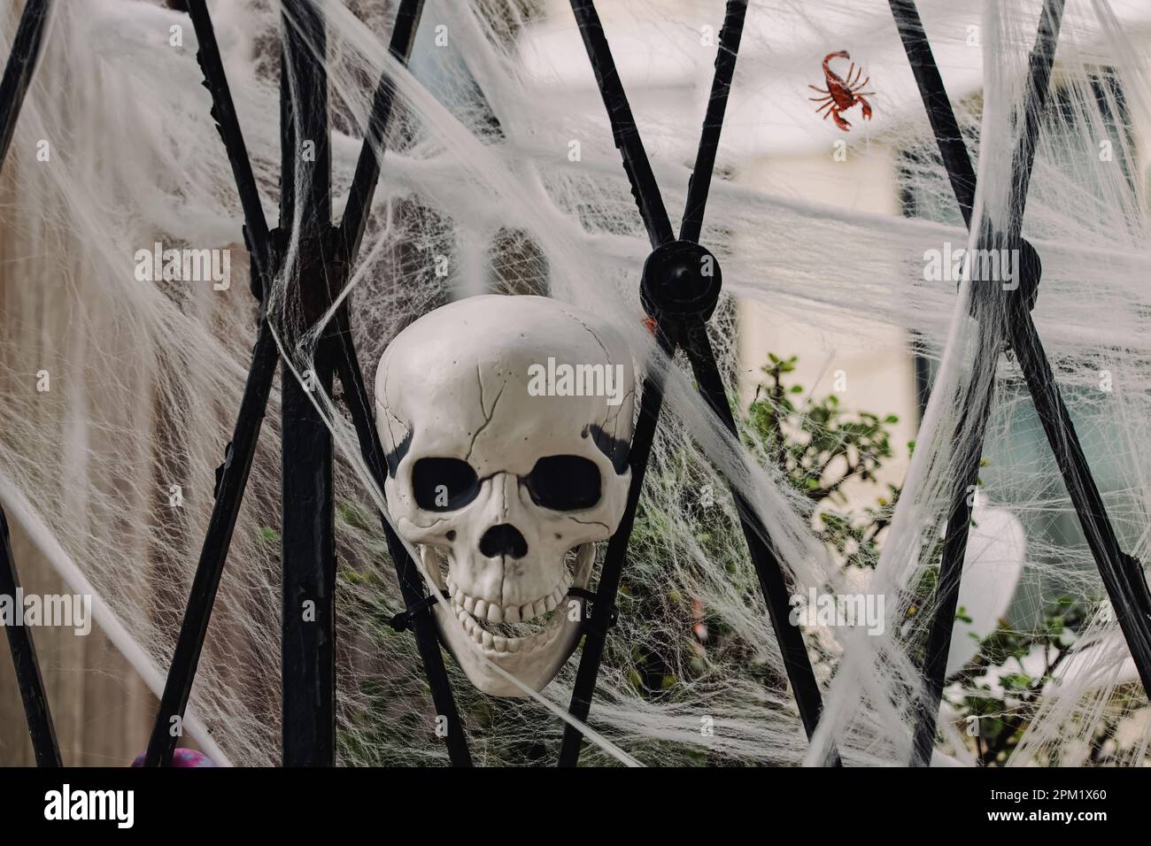 Gruseliges Halloween-Dekor am Zaun, Schädel mit Spinnennetz Stockfoto