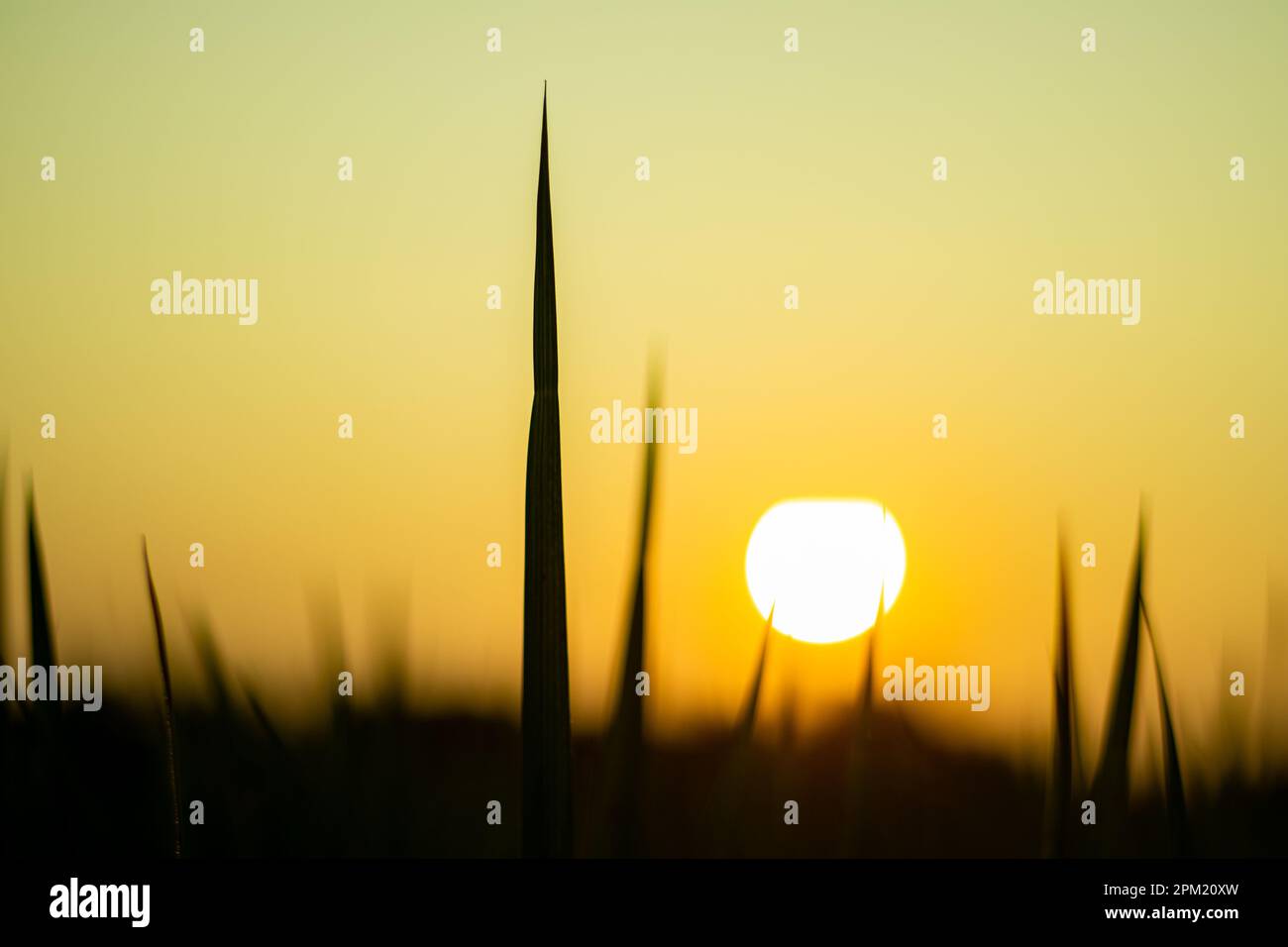 Frisches, grünes Reisfeld. Sonnenuntergang am Abend auf einer wunderschönen grünen Reispflanze unreifer Reis auf einem Reisfeld im Dorf. Im grünen Paddy f Stockfoto