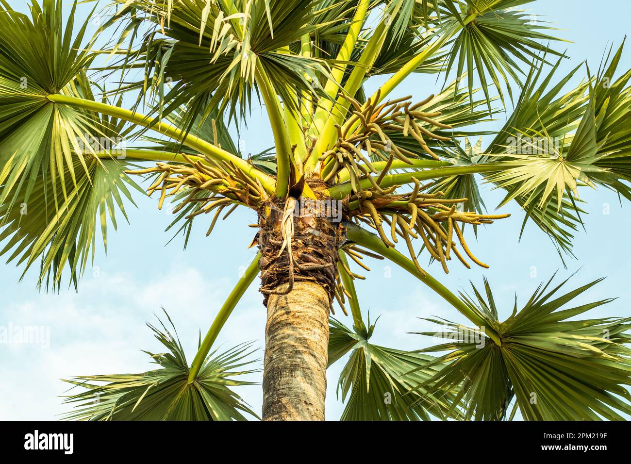 Palmyra Palm Tree ist aus dem tropischen Afrika und Asien. Borassus flabellifer, gemeinhin bekannt als Kieferpalme, palmyra-Palme, Tala oder Tallfläche, Toddy-Palm Stockfoto