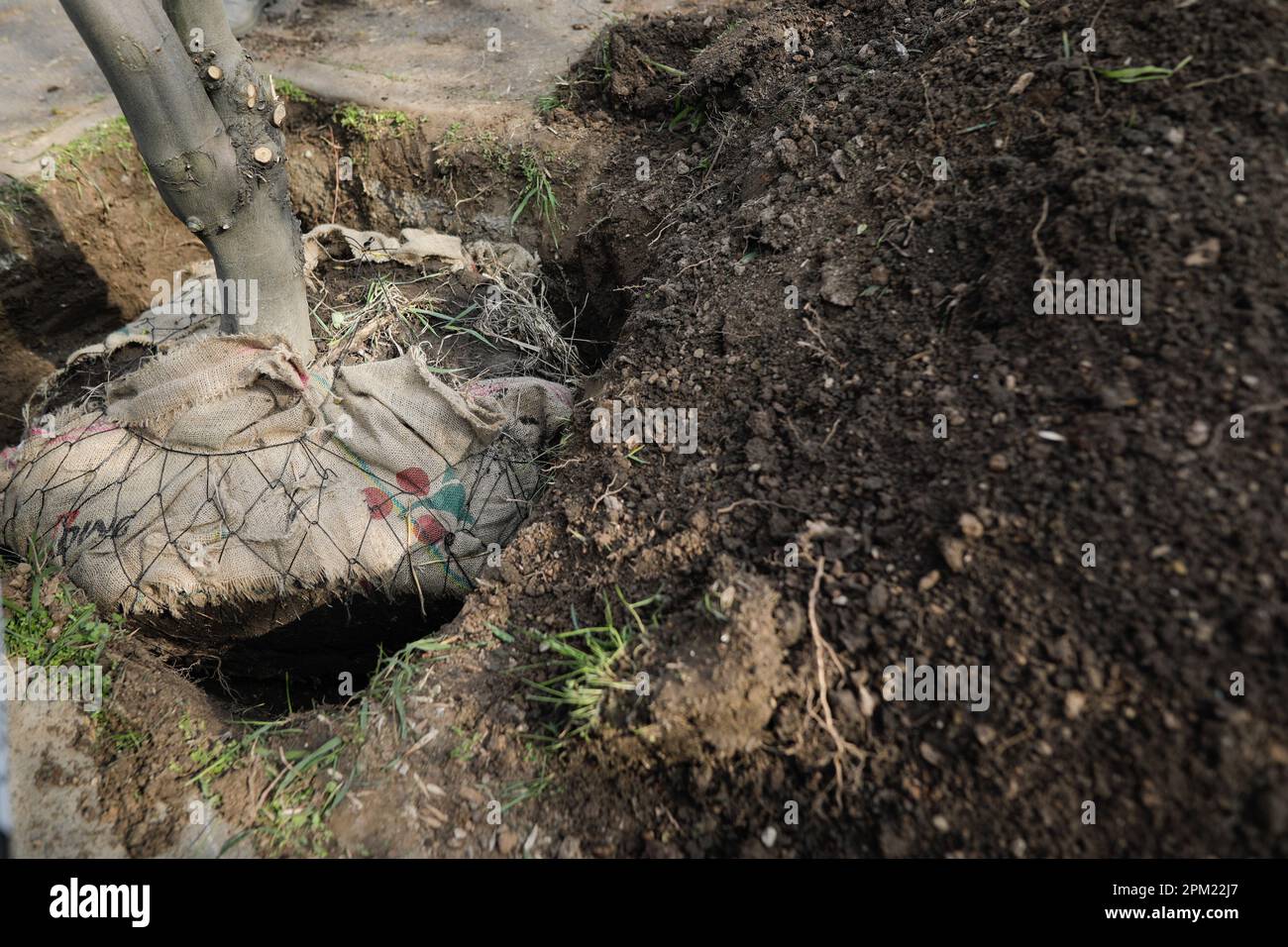 Geringe Tiefenschärfe (selektive Fokussierung) Details mit Personen, die während einer städtischen Pflanztätigkeit einen Wurzelballen Pflanzen. Stockfoto