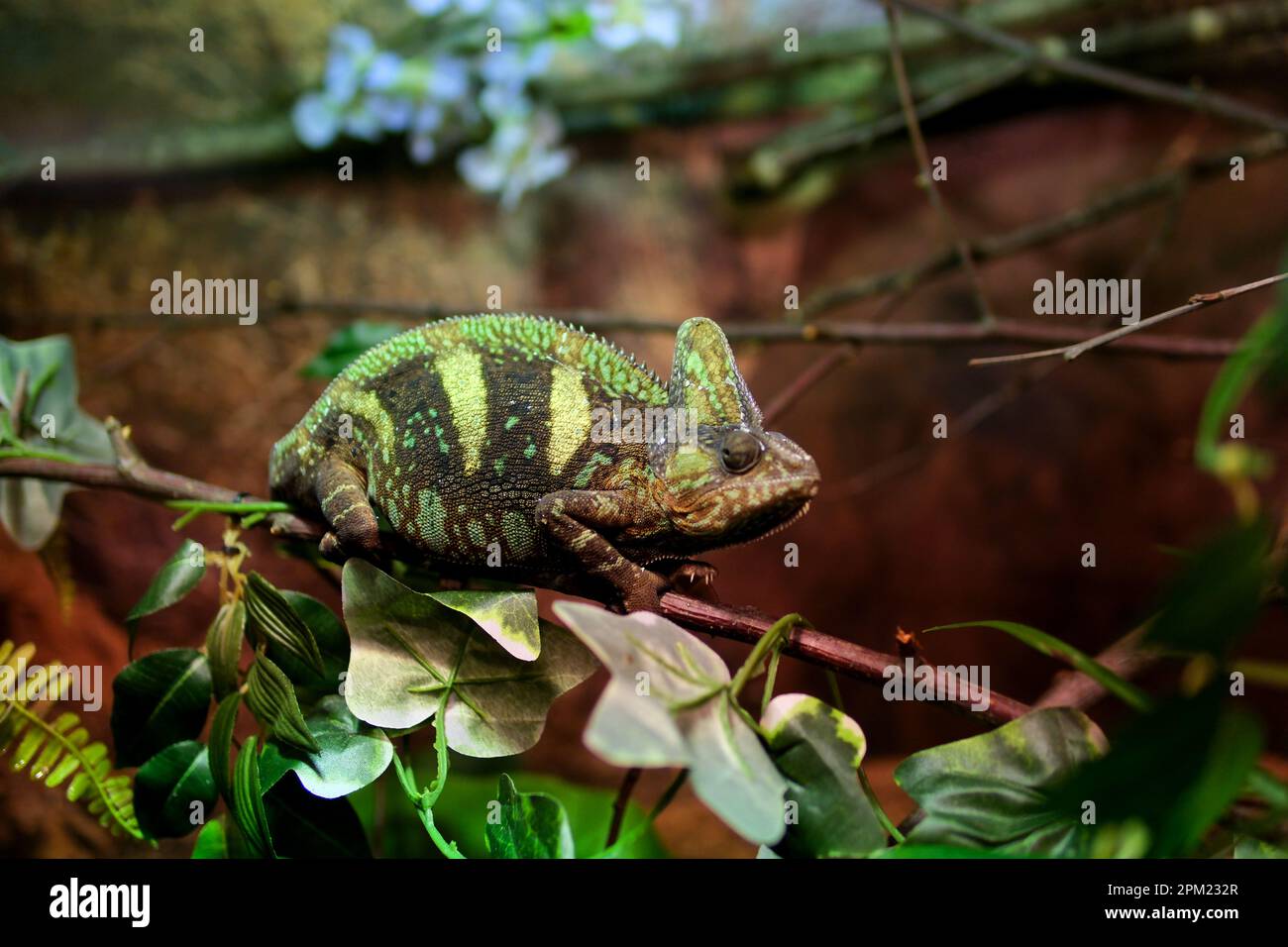 Der verschleierte Chamäleon Chamaeleo Calyptratus sitzt auf einem Ast und sieht aus verschiedenen Richtungen aus, Nahaufnahme auf grauem Hintergrund. 4K rohe Studio-Aufnahmen von exotischen Haustieren und Tieren. Hochwertige 4K-Aufnahmen Stockfoto