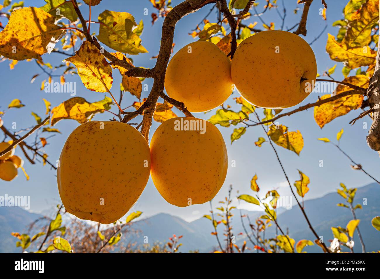 Äpfel hängen am Baum, Vinschgau, Südtirol, Italien Stockfoto