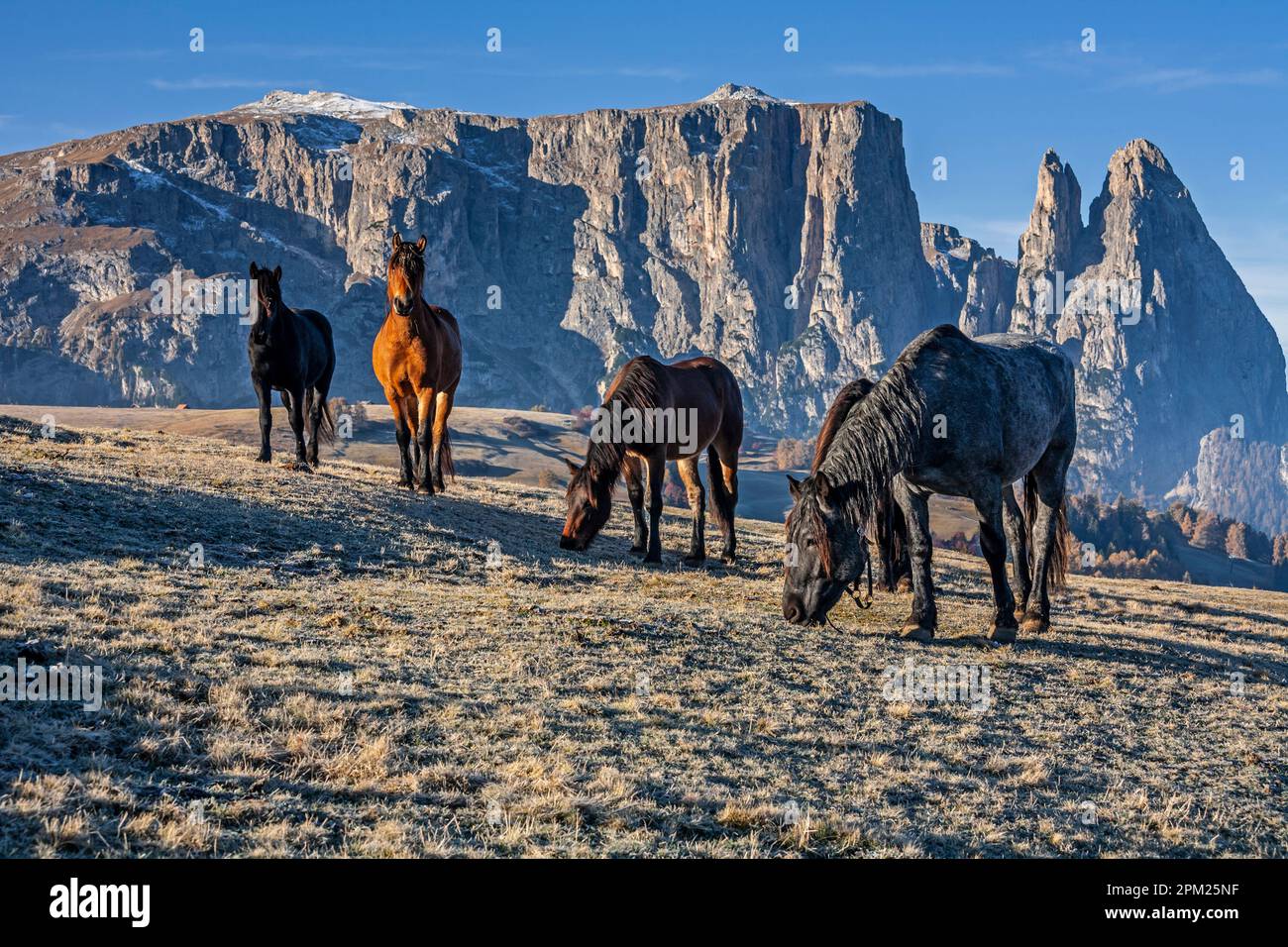 Pferde auf Seiser Alm, hinten Schlern, Dolomiten, Südtirol, Italien Stockfoto
