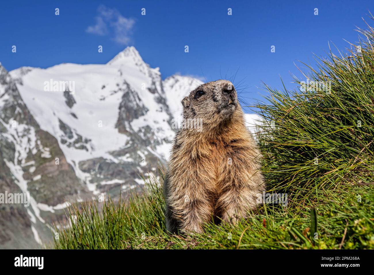 Marmot, Marmota marmota, im Hintergrund Großglockner, hohe Tauern, Kärnten, Österreich Stockfoto