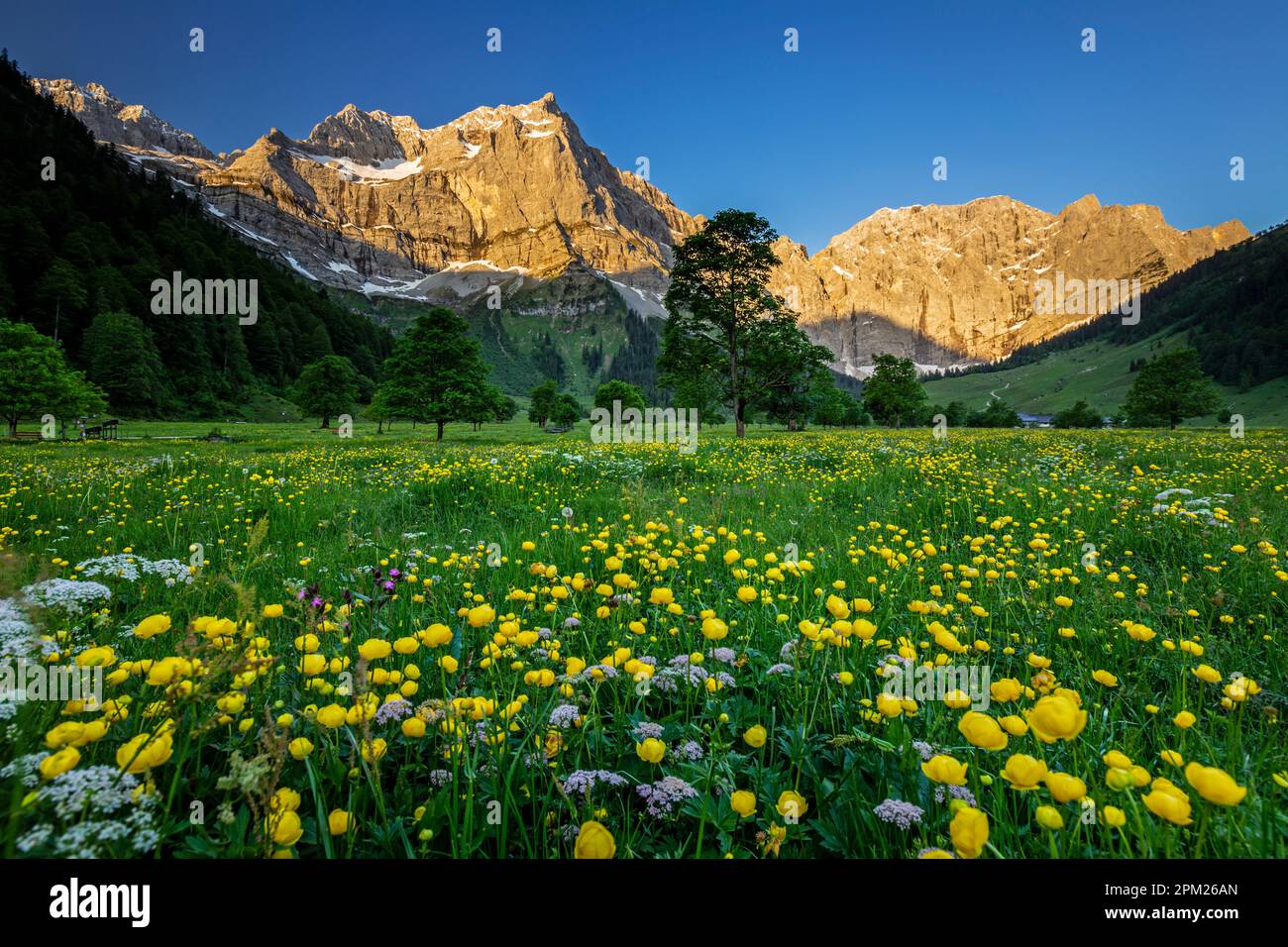 Alpine Meadow in Grosser Ahornboden, Engalm, Karwendel, Tirol, Österreich, Alpen, Europa Stockfoto