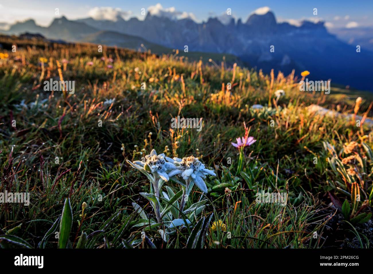 Edles Weiß, Leontopodium nivale, Schlern, Seiser Alm, hinten Rosengarten, Südtirol, Italien Stockfoto