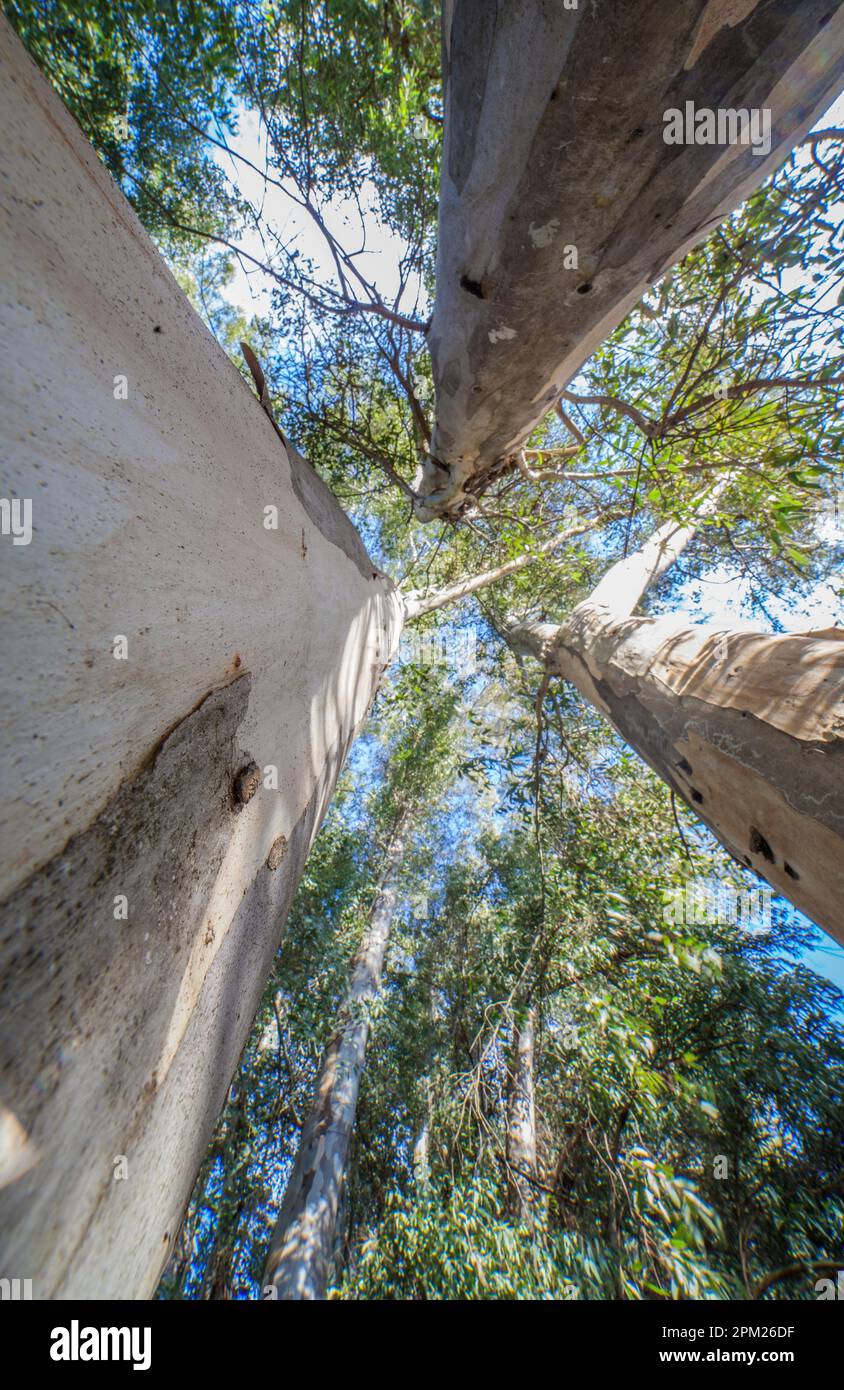 Großer Eukalyptus, der zum Himmel zeigt am Fluss Guadiana, Badajoz, Spanien. Bäume, die in Spanien zur Erzeugung von Zellstoff eingeführt wurden Stockfoto