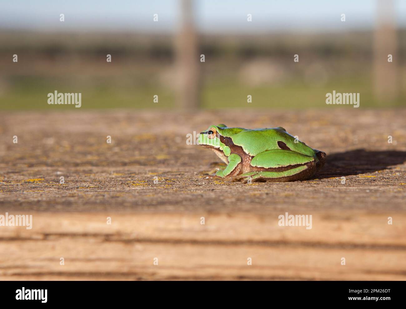 Kleiner europäischer Baumfrosch auf Holzfläche. Selektiver Fokus Stockfoto