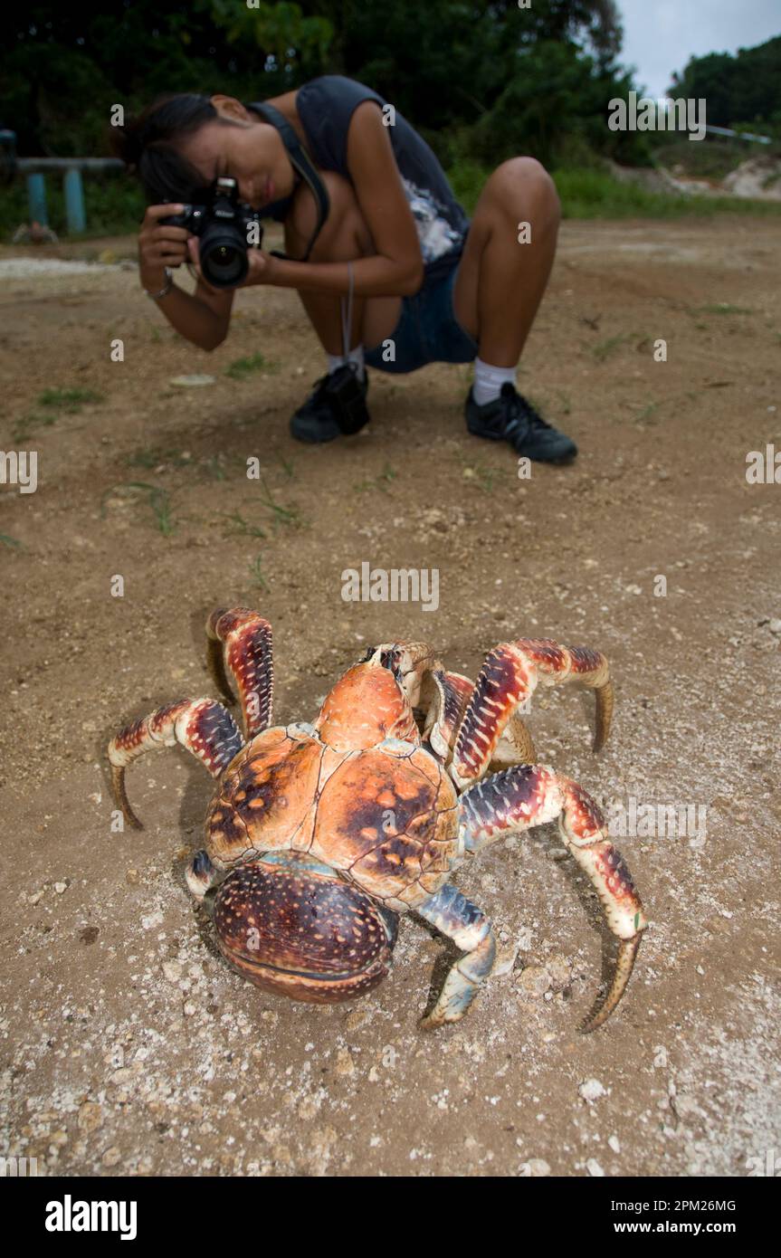 Räuber Crab, Birgus Latro, fotografiert von Frau, Weihnachtsinsel, Australien Stockfoto