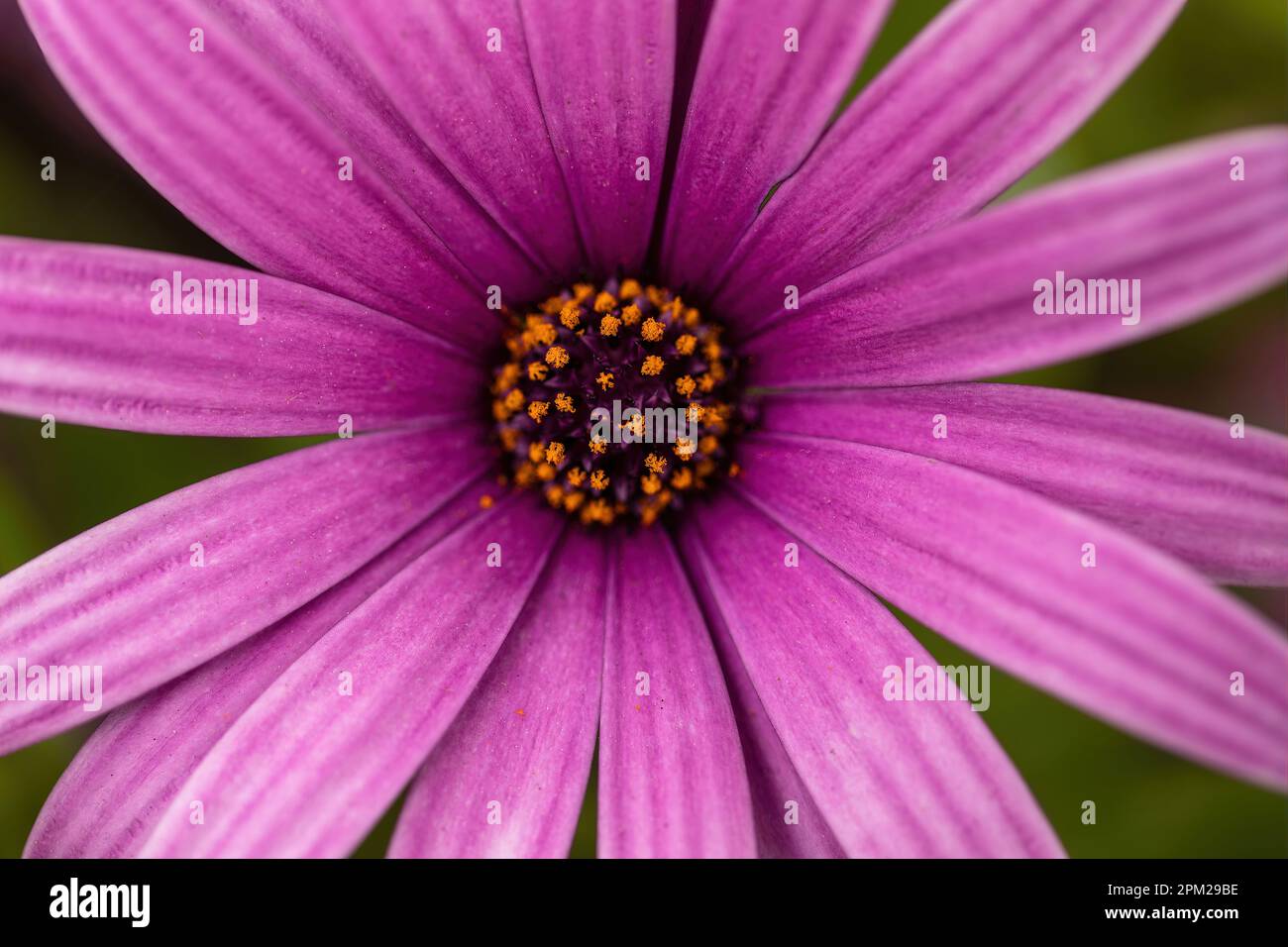 Die lila Osteospermum-Blume ('Passion Mix') in Bloom Stockfoto